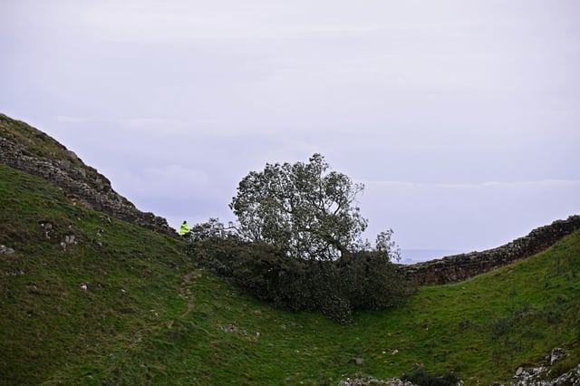 Le Sycamore Gap tree, érable sycomore près du mur d'Hadrien, abattu par deux hommes, photographié le 28 septembre 2023