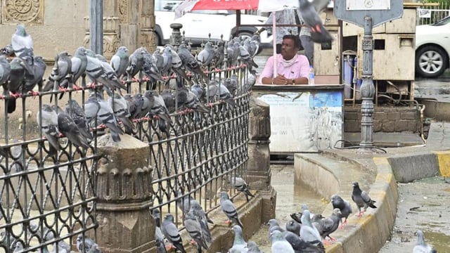 Mumbai, India - July 14, 2025: Vilas Pawar, BMC official stationed at Kabutarkhana near GPO keeps a watchful eye, to impose fines on those feeding pigeons, as dozens of birds flock to the area in Mumbai, India, on Monday, July 14, 2025. (Photo by Anshuman Poyrekar/ Hindustan Times) (Hindustan Times)