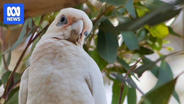 A little corella looks down from a gum tree