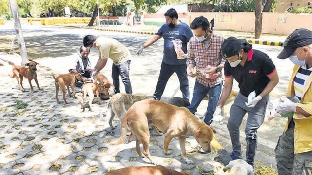 People feed stray dogs at Jantar Mantar Road in Delhi