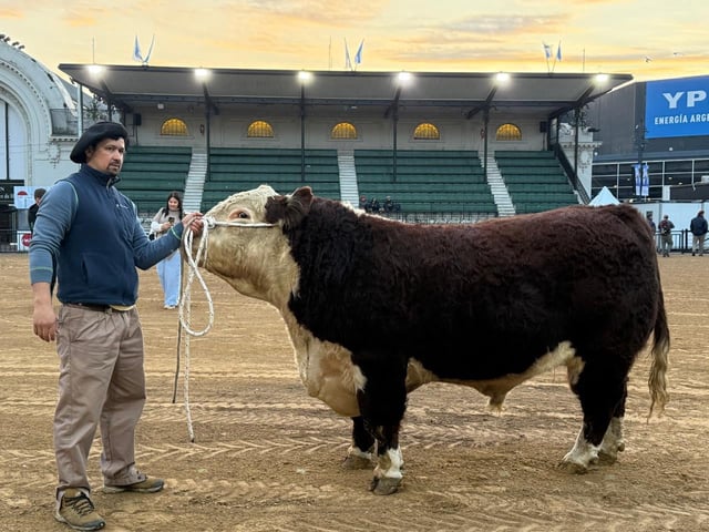 El toro Hereford que llegó primero a la Rural