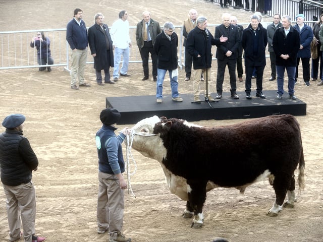 15-07-2025 Buenos Aires - Llegada del primer animal a la Rural. Foto: Luciano Thieberger. FTP CLARIN LTH_9763.jpg Z Invitado
