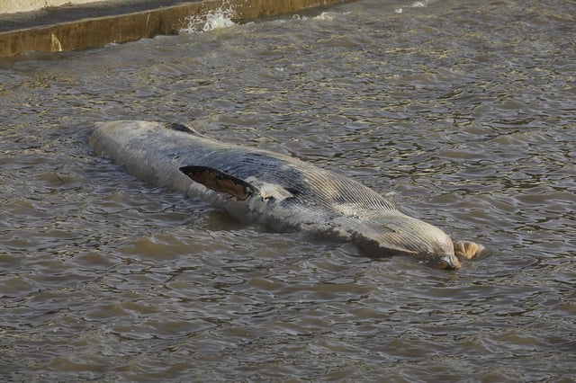 Otra ballena sin vida, encallada en costanera Norte en la ciudad de Bs As