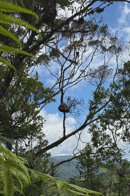 A Squamellaria plant grows on a tree on Fiji. As an epiphyte, its roots don't attach to the ground, so it needs to find an alternate source for nutrients rather than the soil.