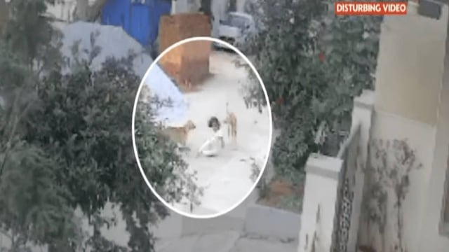 Chitradurga stray dog attack  | Image: Republic 