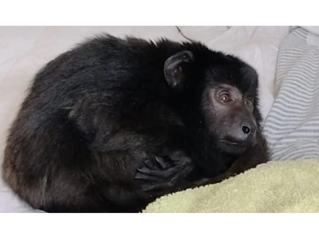 El mono &#34;Coco&#34; fue encontrado en 2021 en un placard de Belgrano(X).
