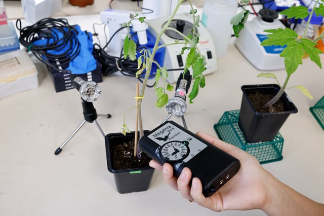 A scientist measures sound from a plant in a lab at Tel Aviv University, where researchers said they had found evidence that plants and insects can interact through sound, in Tel Aviv, Israel, July 15, 2025. REUTERS/Amir Cohen