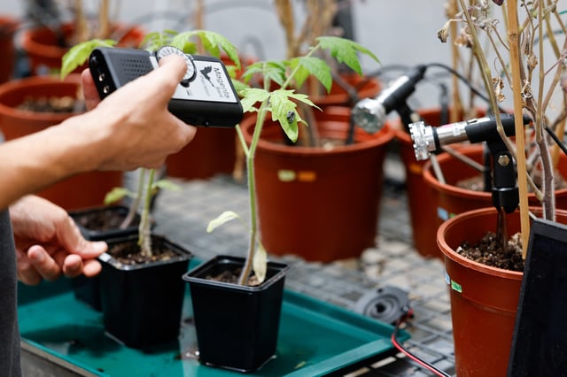 A scientist measures sound from a plant in a lab at Tel Aviv University, where researchers said they had found evidence that plants and insects can interact through sound, in Tel Aviv, Israel, July 15, 2025. REUTERS/Amir Cohen