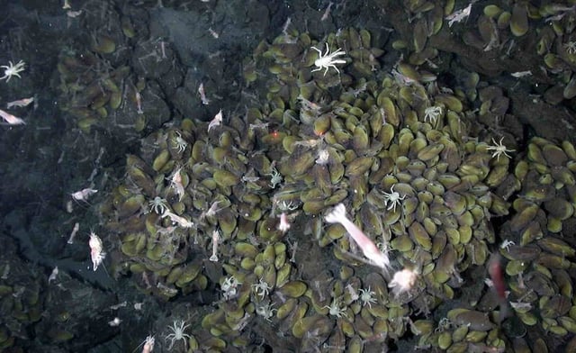 Hydrothermal life can often thrive in dark, low-oxygen conditions deep below the ocean surface (Credit: NOAA)