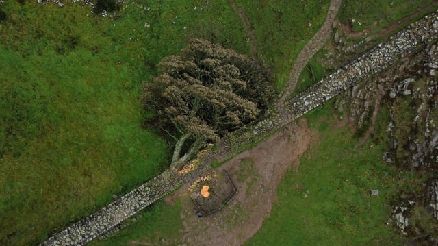 Luftaufnahme des illegal gefällten Bergahorns am Hadrianswall in Northumberland 