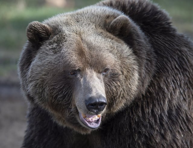 A grizzly bear at the Zoo Sauvage de St-Felicien in Saint-Felicien, Que. Monday, Oct. 1, 2018. THE CANADIAN PRESS/Jacques Boissinot