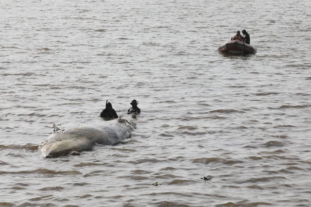 Otra ballena sin vida en la Costanera Norte