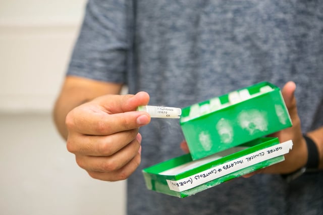 A University of Maryland graduate student shows frozen cultures of Vibrio vulnificus.