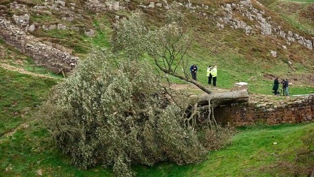 Los condenados talaron el icónico árbol junto al Muro de Adriano y causaron daños valuados en más de 600 mil dólares.