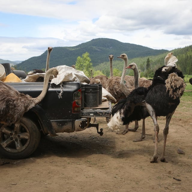 Ostriches at Universal Ostrich Farms in Edgewood, a remote community in B.C., on June 6. After an outbreak late last year, the Canadian Food Inspection Agency said nearly 400 surviving ostriches would be killed.