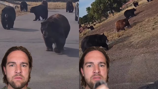 Bears Leaving Yellowstone National Park? What We Know