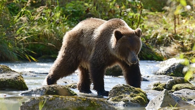 A viral social media post claimed grizzly bears were leaving Yellowstone National Park.