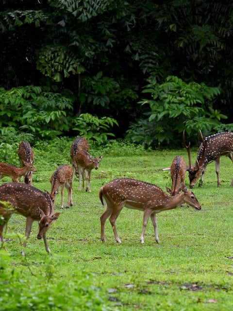 sed deer were part of a herd of around 98 spotted deer—also known as Chital—housed in a dedicated enclosure built as per Central Zoo Authority (CZA) guidelines. (HT PHOTO)