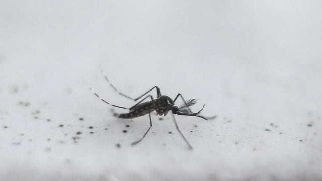 (FILES) View a transgenic Aedes aegypti OX513A mosquito, created by Oxitec, in Piracicaba, Sao Paulo, Brazil on October 26, 2016. Tens of thousands of genetically modified mosquitos are being released every week in Djibouti as the tiny Horn of Africa state experiments with a new weapon against an unprecedented malaria surge. In 2019, Abdoulilah Ahmed Abdi, health adviser to Djibouti's presidency, heard about a new invention being used primarily in Brazil against a dengue-carrying mosquito. The so-called Friendly mosquito, created by British biotechnology firm Oxitec, is a genetically modified male that carries a protein ensuring its offspring will not survive. Oxitec has released well over one billion GM mosquitos in Brazil and Florida in the United States, where it targets the dengue-carrying Aedes aegypti. Its studies indicate it can reduce wild populations by 90 percent or more. (Photo by Miguel SCHINCARIOL / AFP) (AFP)