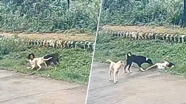 Stray Dogs Attack Young Girl in Hubli, Shocking CCTV Video Surfaces | Image: Republic