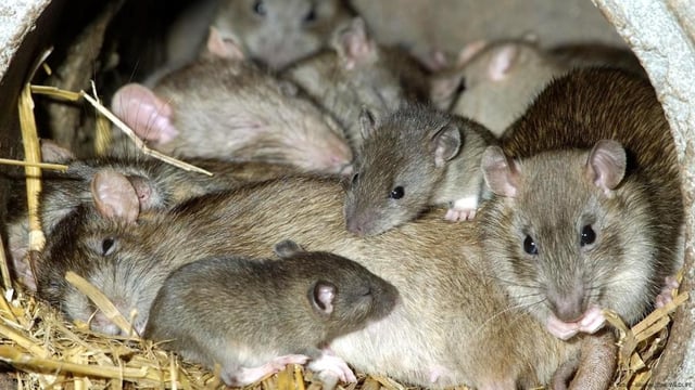 Ratas de alcantarilla.
