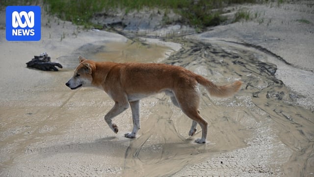 A male dingo walks along the eastern beach at Fraser Island.