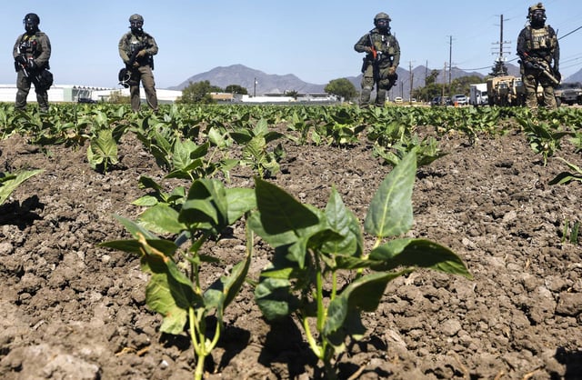 Federal agents block a field and road during an ICE immigration raid at a licensed cannabis farm on July 10, 2025 near Camarillo, California. 