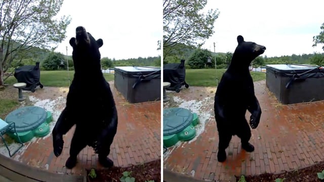 The home surveillance footage captured the moment the bear wandered into a quiet neighbourhood 