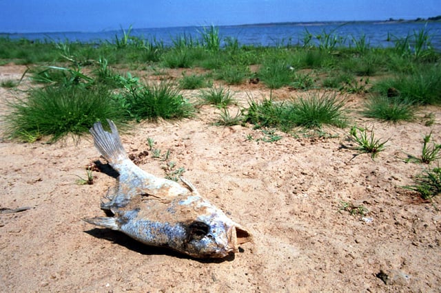 A dead fish lies near a lake September 6, 2000 just outside the city of Dallas, Texas, when much of Northern Texas had dried out.