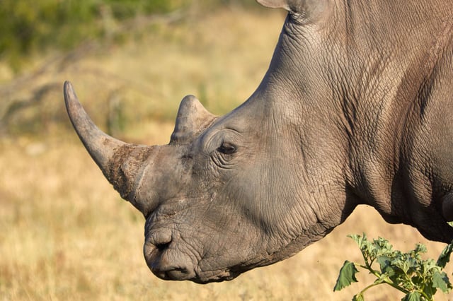 Scientists sequenced ancient proteins in a tooth from a prehistoric rhino relative that had been preserved in Canada's High Arctic for up to 24 million years.