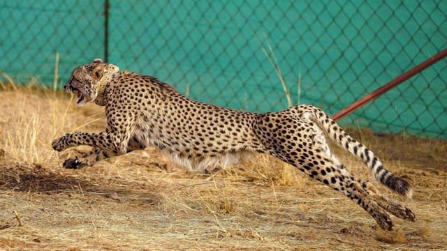 An African cheetah brought from Kuno National Park being released in Gandhi Sagar Sanctuary in Madhya Pradesh. (PTI)