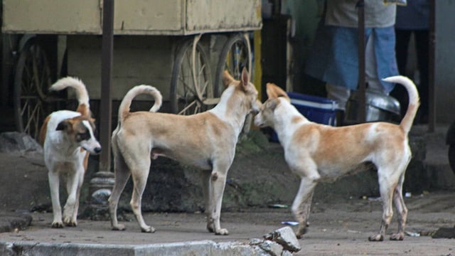 Local Self-Government Minister MB Rajesh said stray dogs that are gravely ill or injured may be euthanised, provided a veterinary surgeon certifies their condition.