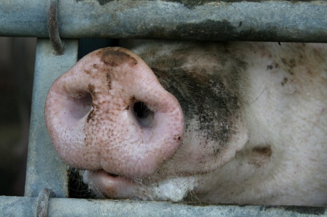 Eine Schweineschnauze ragt durch ein Gitter durch