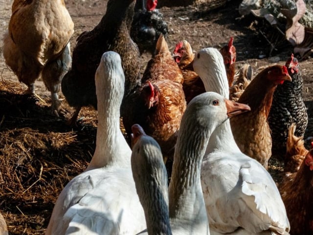 La detección se la gripe aviar se produjo tras los análisis realizados a gallinas, pavos y faisanes presentes en el lugar.