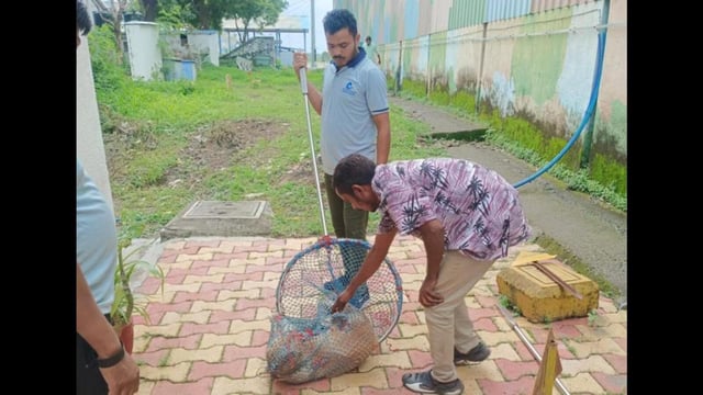 According to PMC officials, its veterinary department managed to capture at least 12 stray dogs from around the airport between June 24 and July 11. (HT PHOTO)