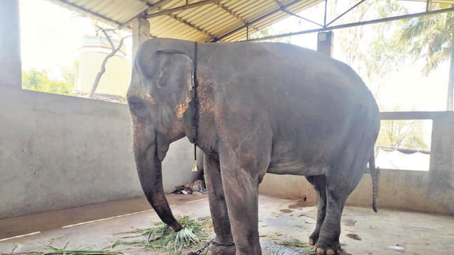 The elephant Mahadevi has been with the Swasthishri Jinsen Bhattarak, a Kolhapur-based trust belonging to the Jain discipline, since 1992.