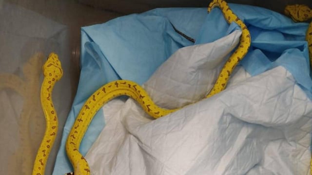 14 Green Tree Pythons (Morelia viridis) were seized — 13 alive and one found dead. (HT PHOTO)