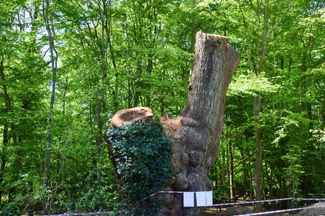 Un chêne vieux de plusieurs siècles, estimé à jusqu’à 500 ans, a été abattu dans le parc de Whitewebbs, au nord de Londres, suscitant l’indignation du public.