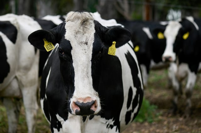 Die Supermarktkette Lidl will bis Ende des Jahres einen Großteil ihrer Molkereiprodukte auf eine höhere Haltungsformstufe umstellen. Quark, frische Schlagsahne, Schmand, körniger Frischkäse und Skyr sollen "mindestens Haltungsstufe 3" haben.