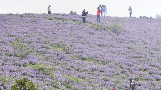Karnataka government announced regulations to enter Chikmangulur's Mullayangiri peak. 