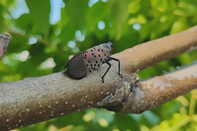 The spotted lanternfly has made its way upstate, where it's threatening New York's wine producers.
