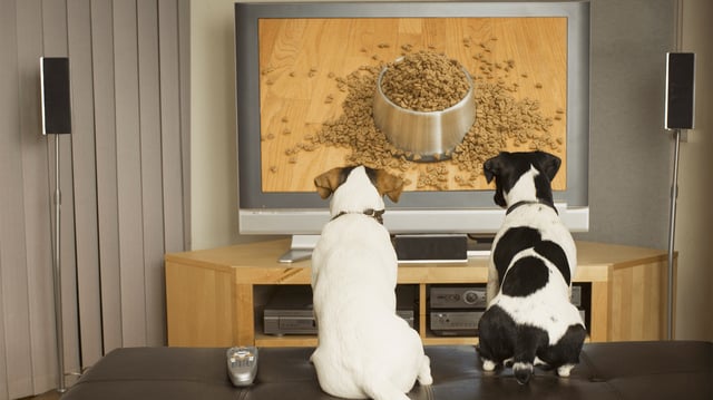 The new Dog Television Viewing Scale was used to assess what may draw some dogs to the TV.