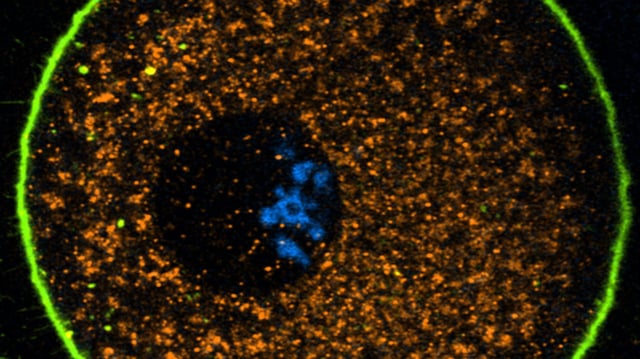 A human oocyte fixed and immunostained. Mitochondria are shown in orange and the actin cytoskeleton is shown in green. DNA is shown in light blue. Credit: Gabriele Zaffagnini/Centro de Regulación Genómica