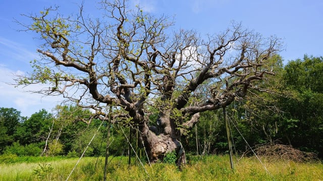 Folklore says that Robin Hood and his Merry Men used to shelter under this tree, which is now struggling in the warmer weather