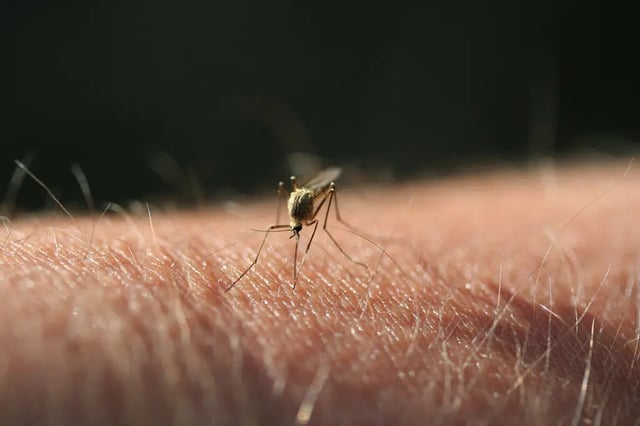 Most people recover from West Nile within a few days, but some continue to experience extreme exhaustion for weeks to months. (Getty Images)