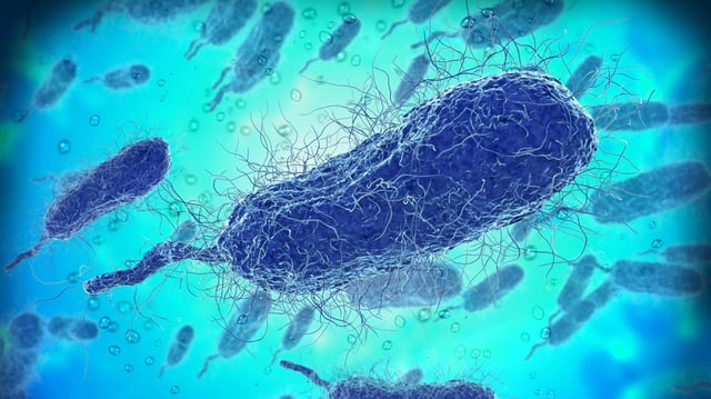 Image: Giovanni Cancemi (Shutterstock)