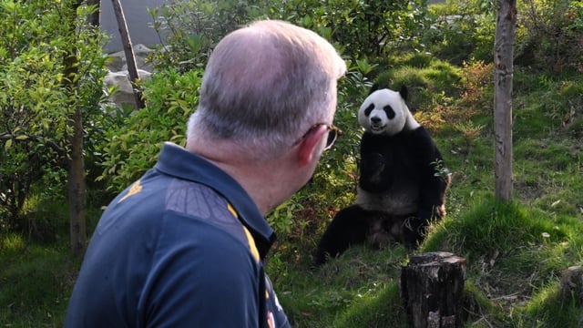 Anthony Albanese and a panda (Image: AAP/Lukas Coch)