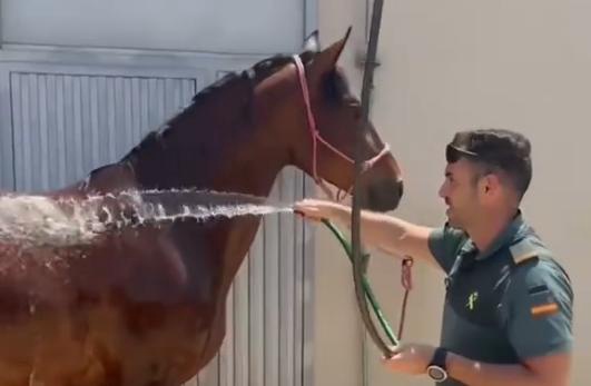 Los caballos suelen ser animales muy expuestos a las altas temperaturas.