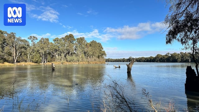 A billabong of water sits inbetween rows of River Red Gum trees.