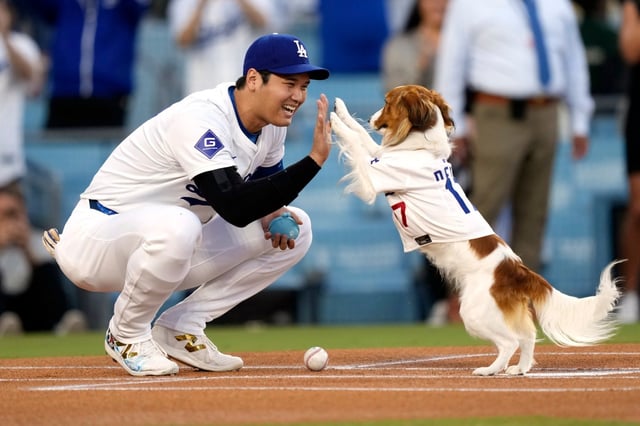 Dodgers star Shohei Ohtani congratulates his dog, Decoy, after the pup delivered the ceremonial first pitch prior to a game against the Baltimore Orioles on Aug. 28, 2024, at Dodger Stadium. (AP Photo/Mark J. Terrill)